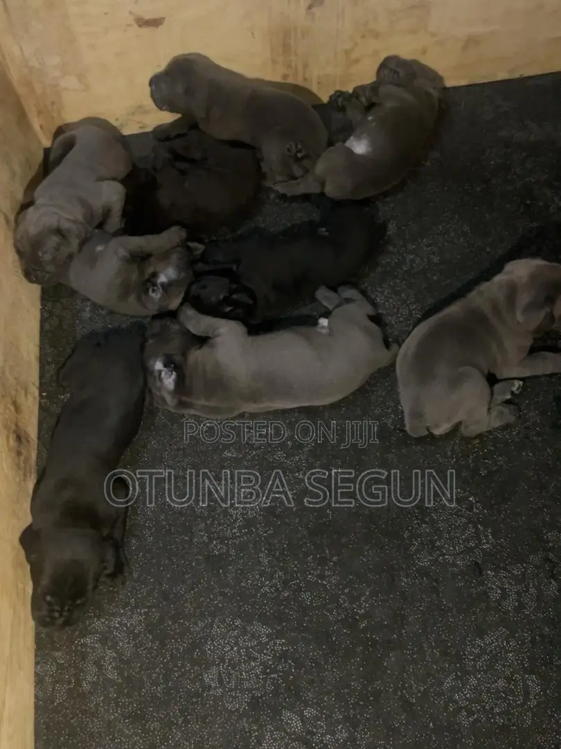 0-1 month Male Purebred Cane Corso