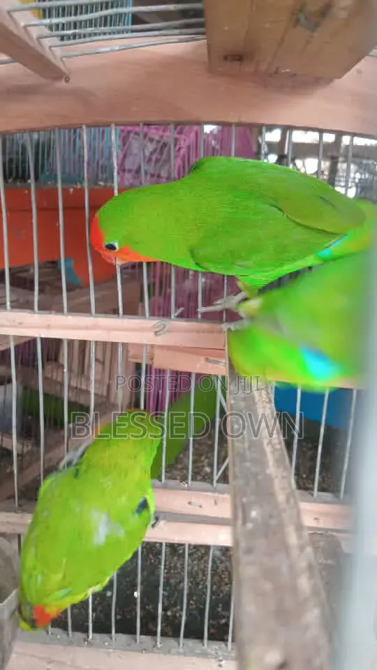 Colorful Lovebird Parrot