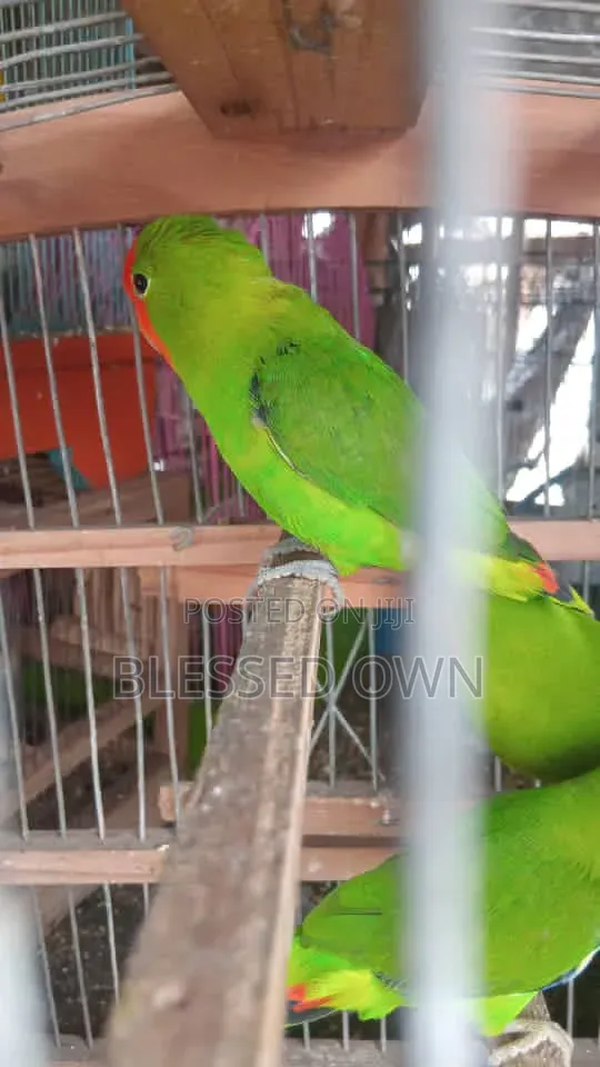 Colorful Lovebird Parrot