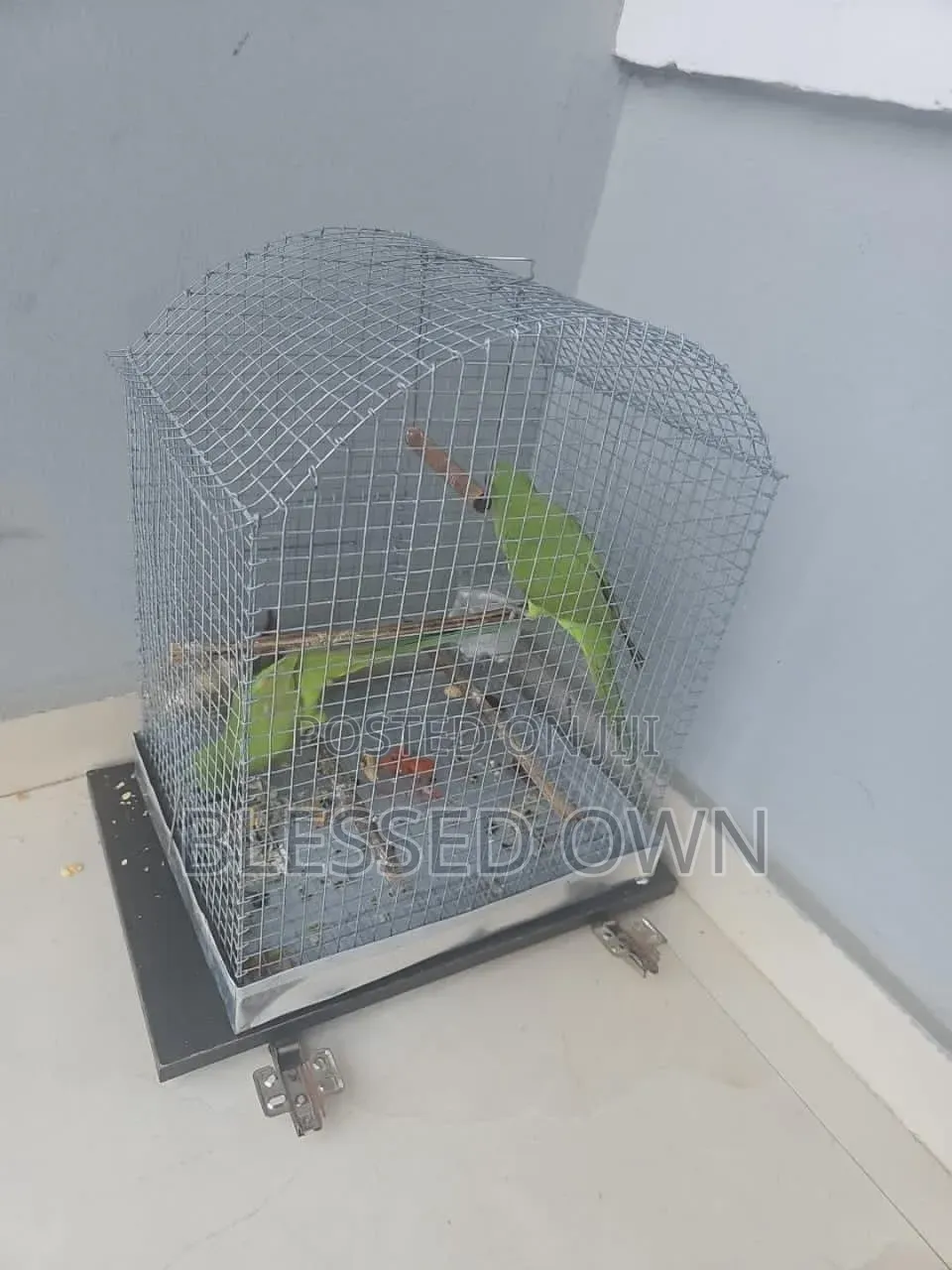 Lovely Indian Ringneck Parrots(parakeet)