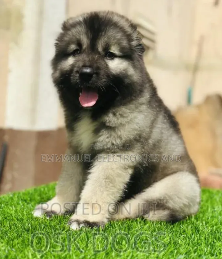 1-3 months Female Purebred Caucasian Shepherd