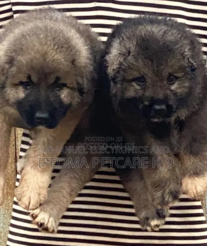 1-3 months Female Purebred Caucasian Shepherd