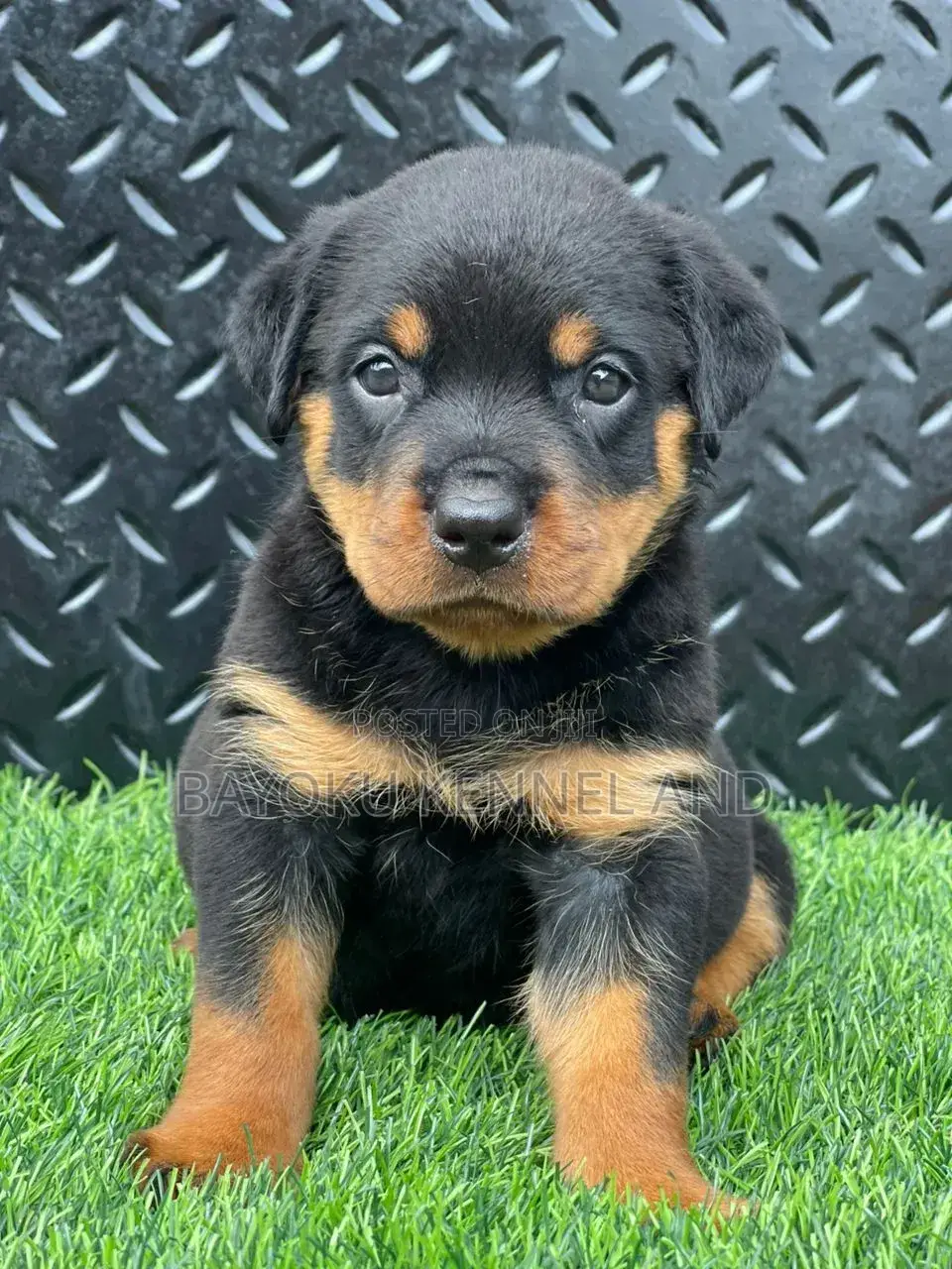 1-3 months Male Purebred Rottweiler