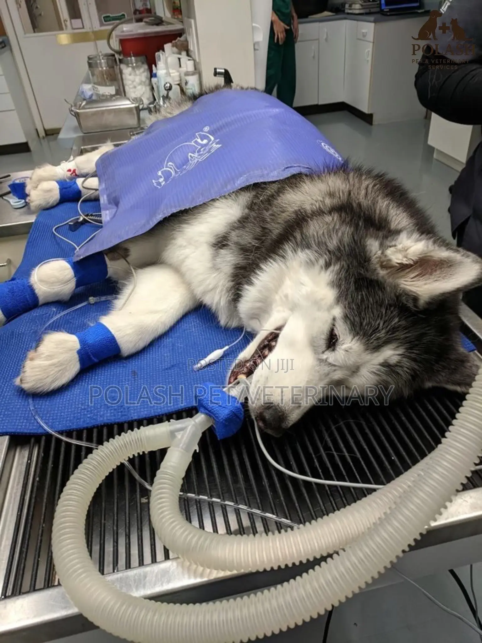 Mobile Vet in Ikeja | Veterinary Home Service