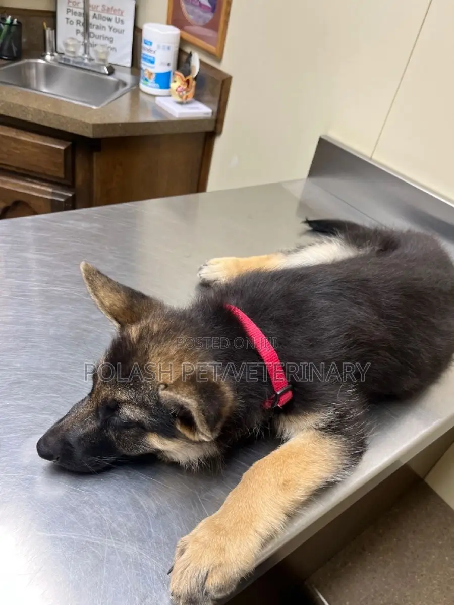 Veterinary Doc in Yaba | Mobile Dog Cat Treatment