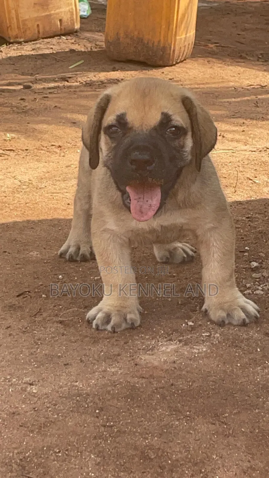 1-3 months Female Purebred Boerboel