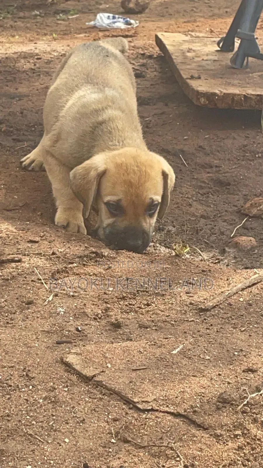 1-3 months Female Purebred Boerboel