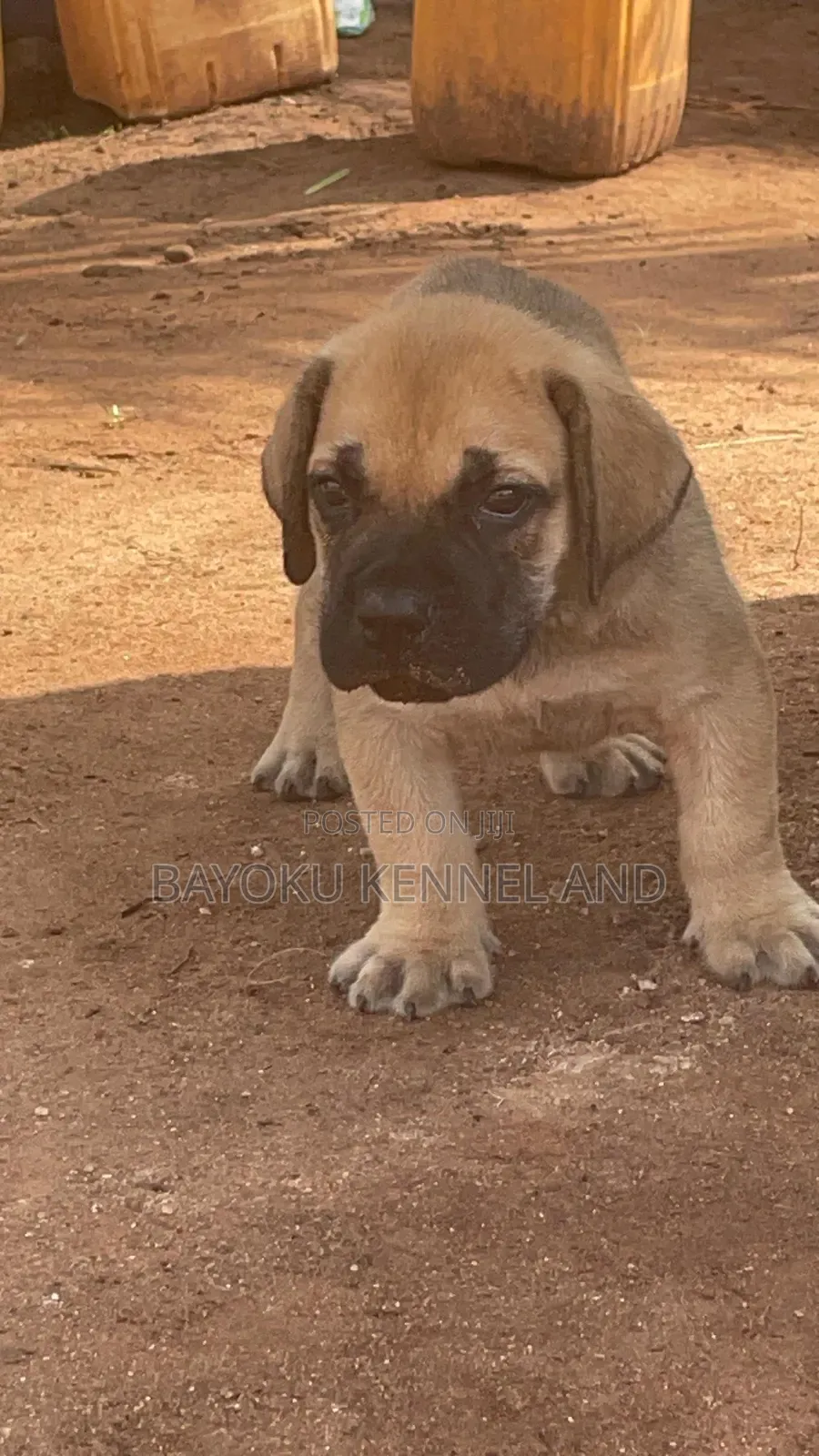 1-3 months Female Purebred Boerboel