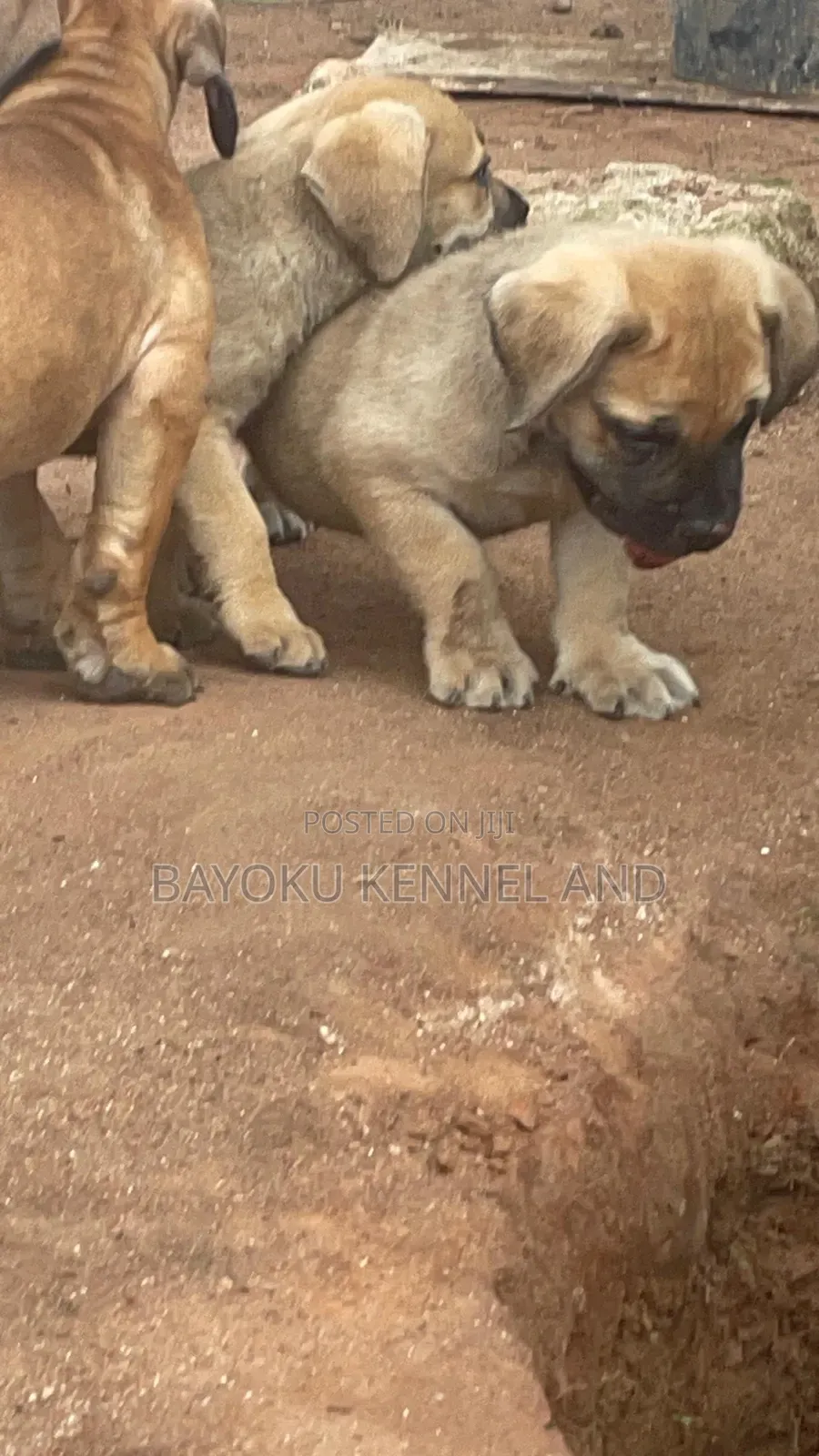 1-3 months Female Purebred Boerboel