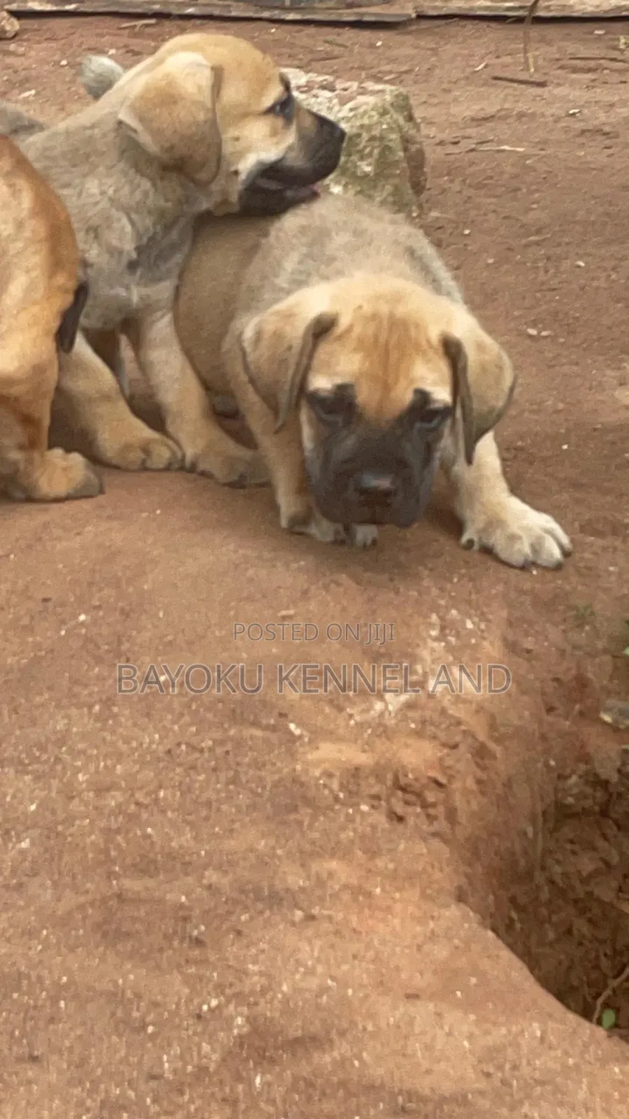 1-3 months Female Purebred Boerboel