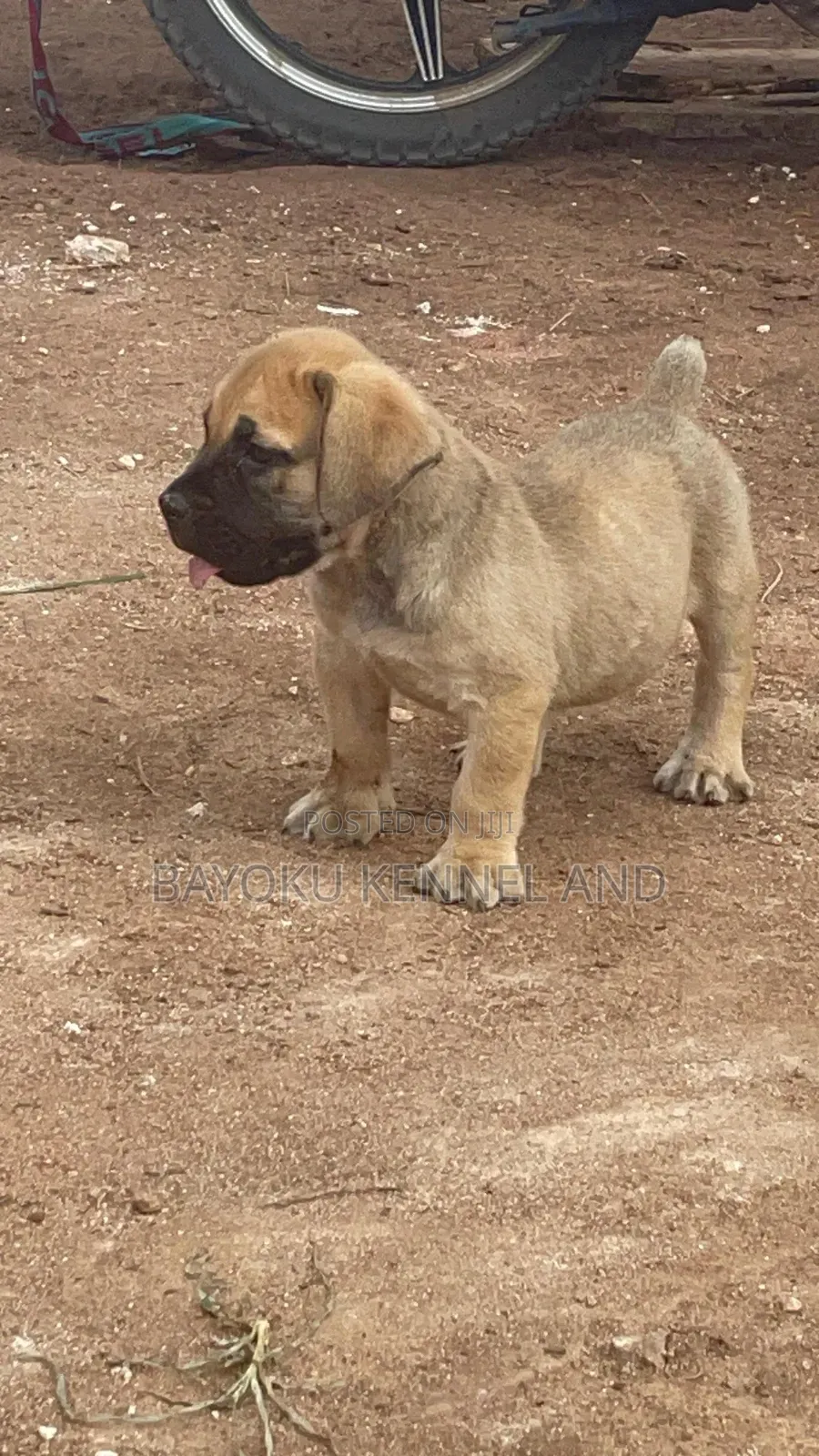1-3 months Male Purebred Boerboel