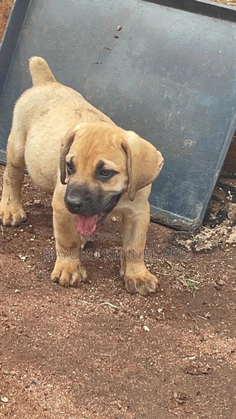 1-3 months Male Purebred Boerboel
