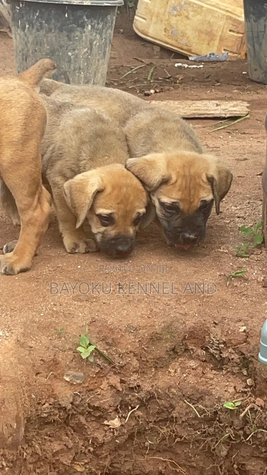 1-3 months Male Purebred Boerboel