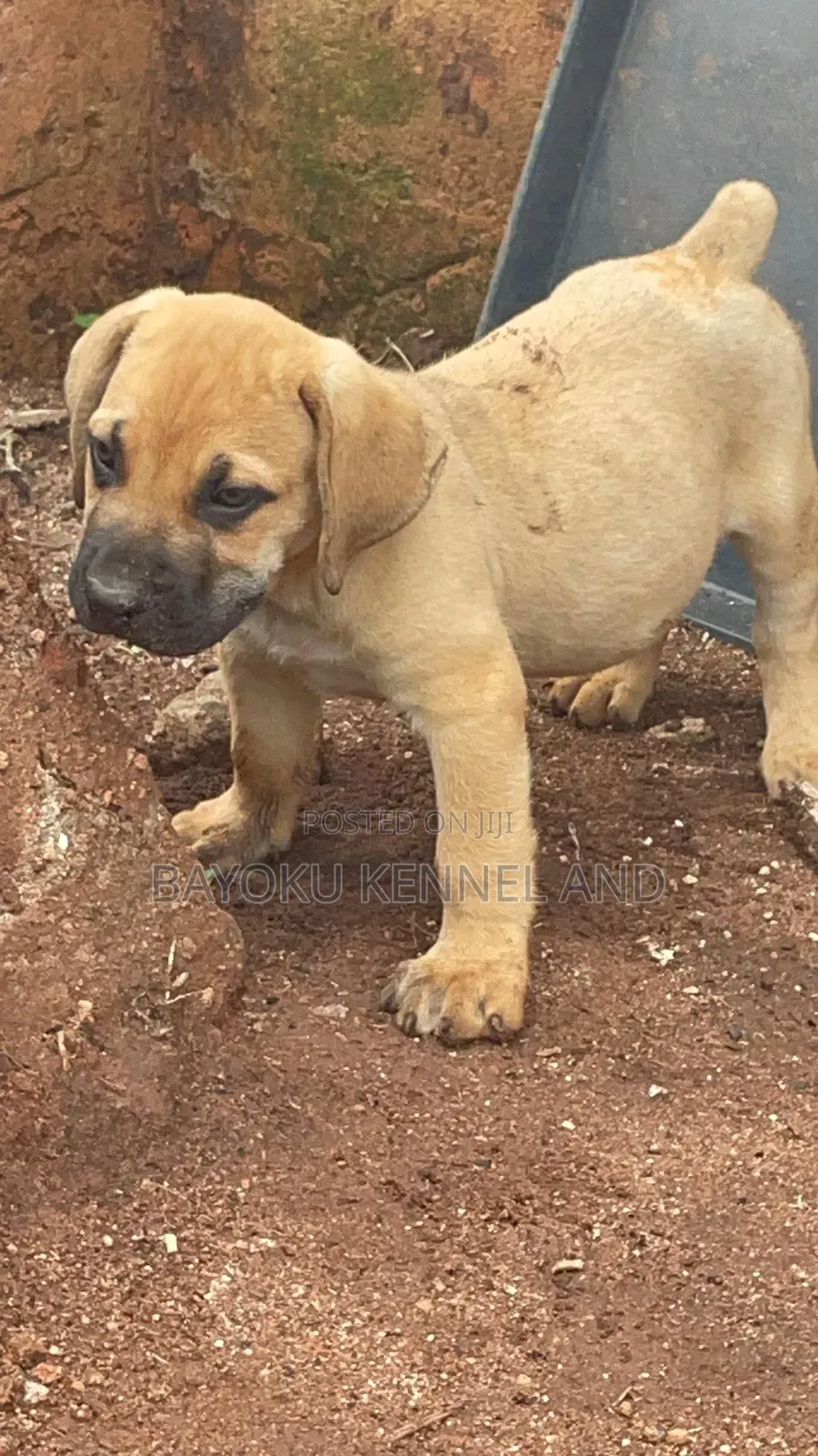 1-3 months Male Purebred Boerboel