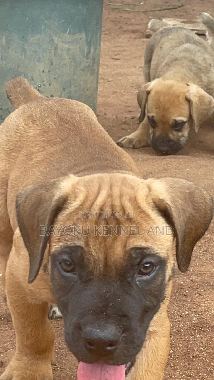 1-3 months Female Purebred Boerboel