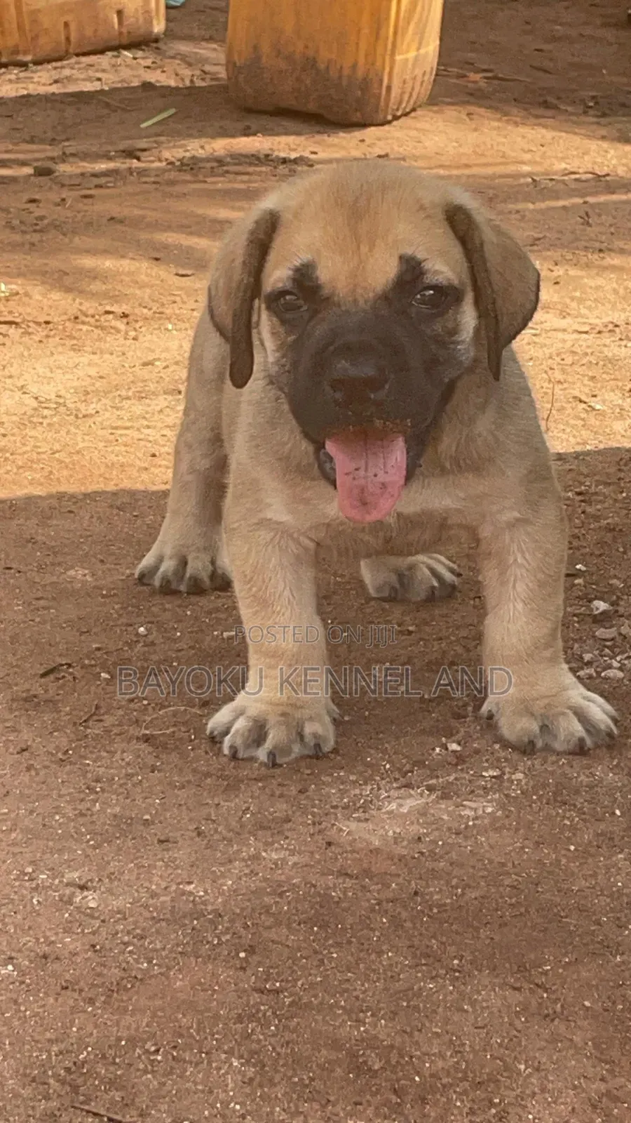 1-3 months Male Purebred Boerboel