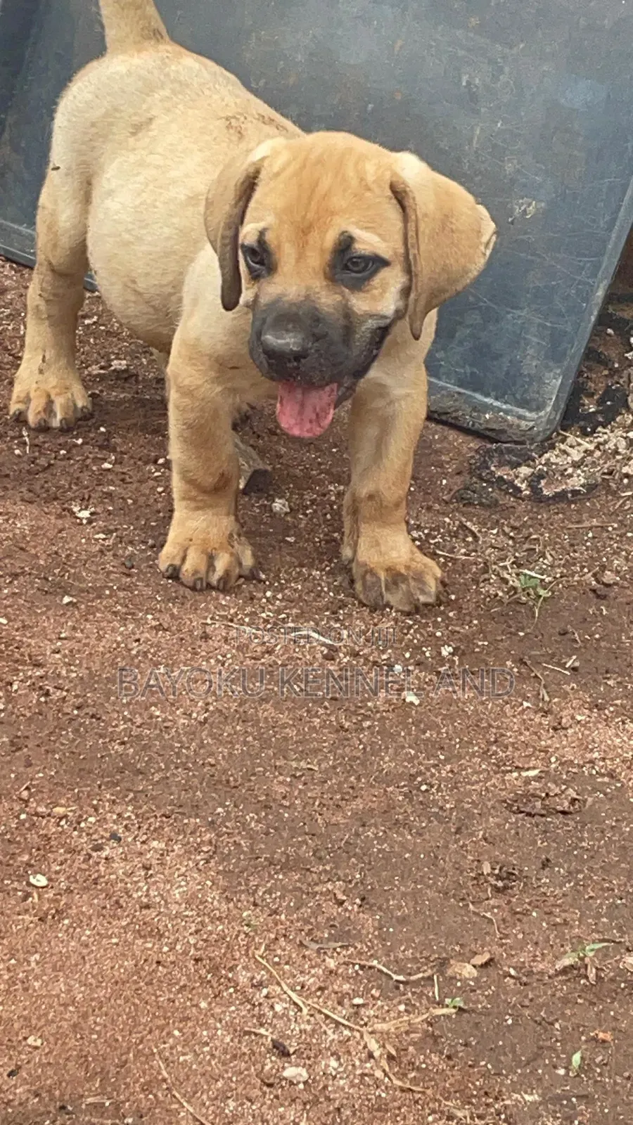 1-3 months Male Purebred Boerboel