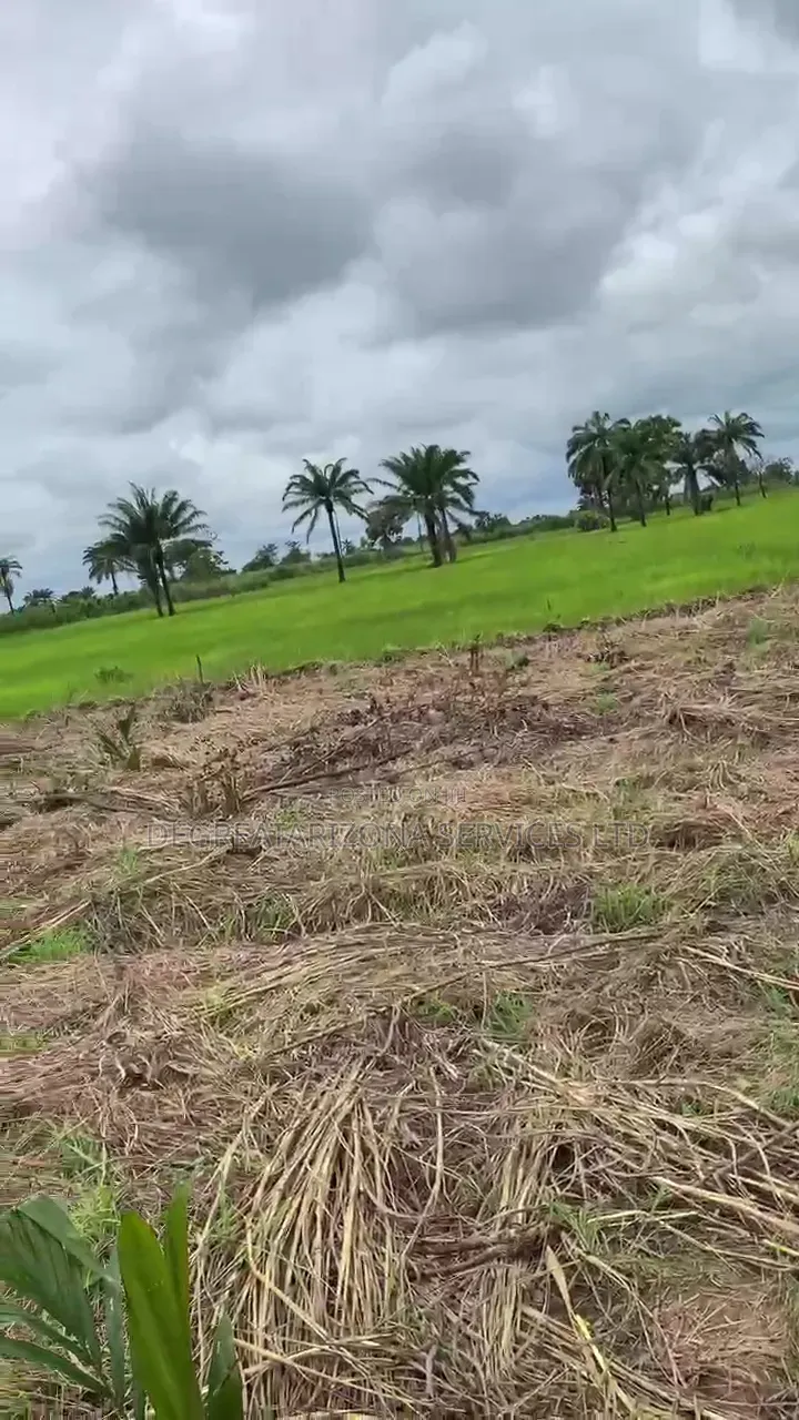 Affordable Farmland for Sale in Ifite-Ogwari, Anambra- ₦1.9M Per Plot