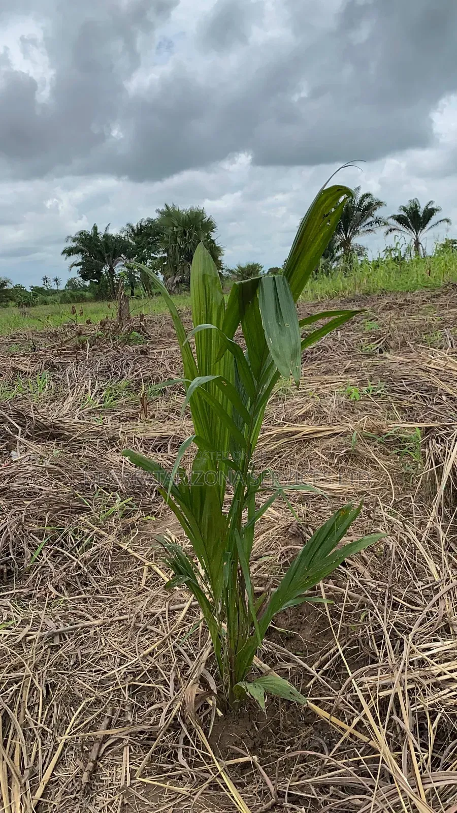 Affordable Farmland for Sale in Ifite-Ogwari, Anambra- ₦1.9M Per Plot