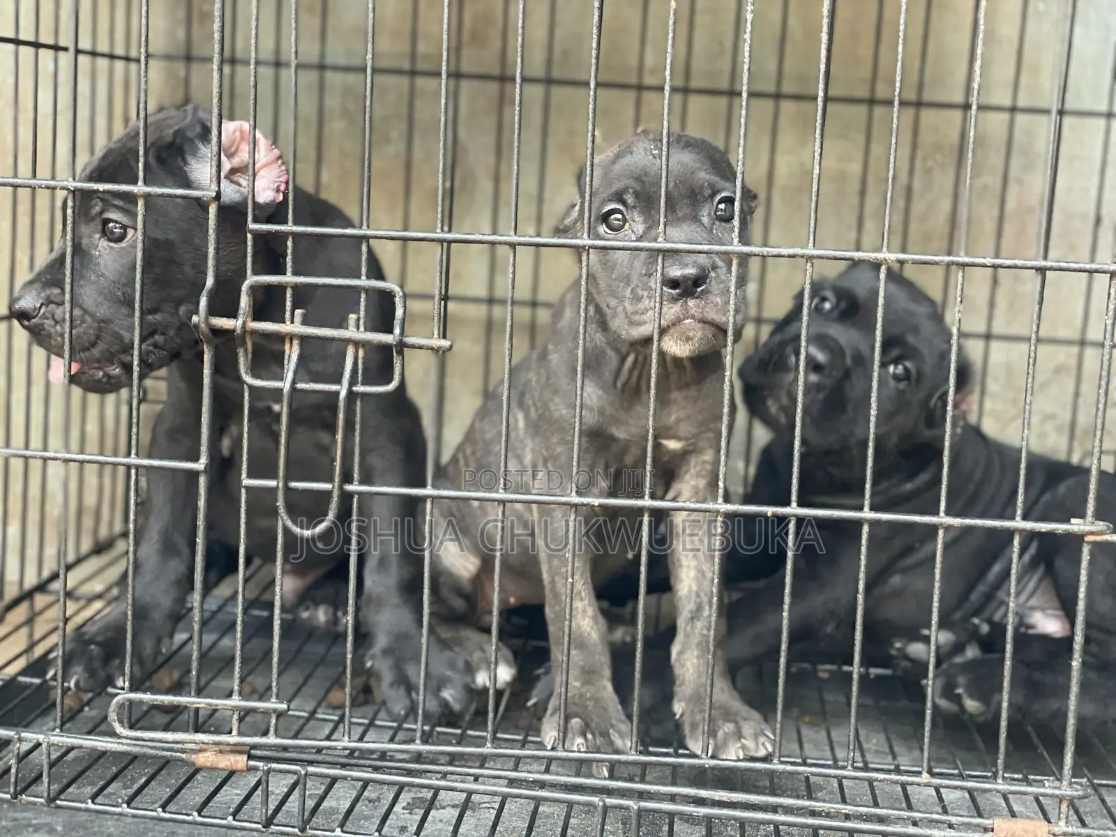 1-3 months Female Purebred Cane Corso