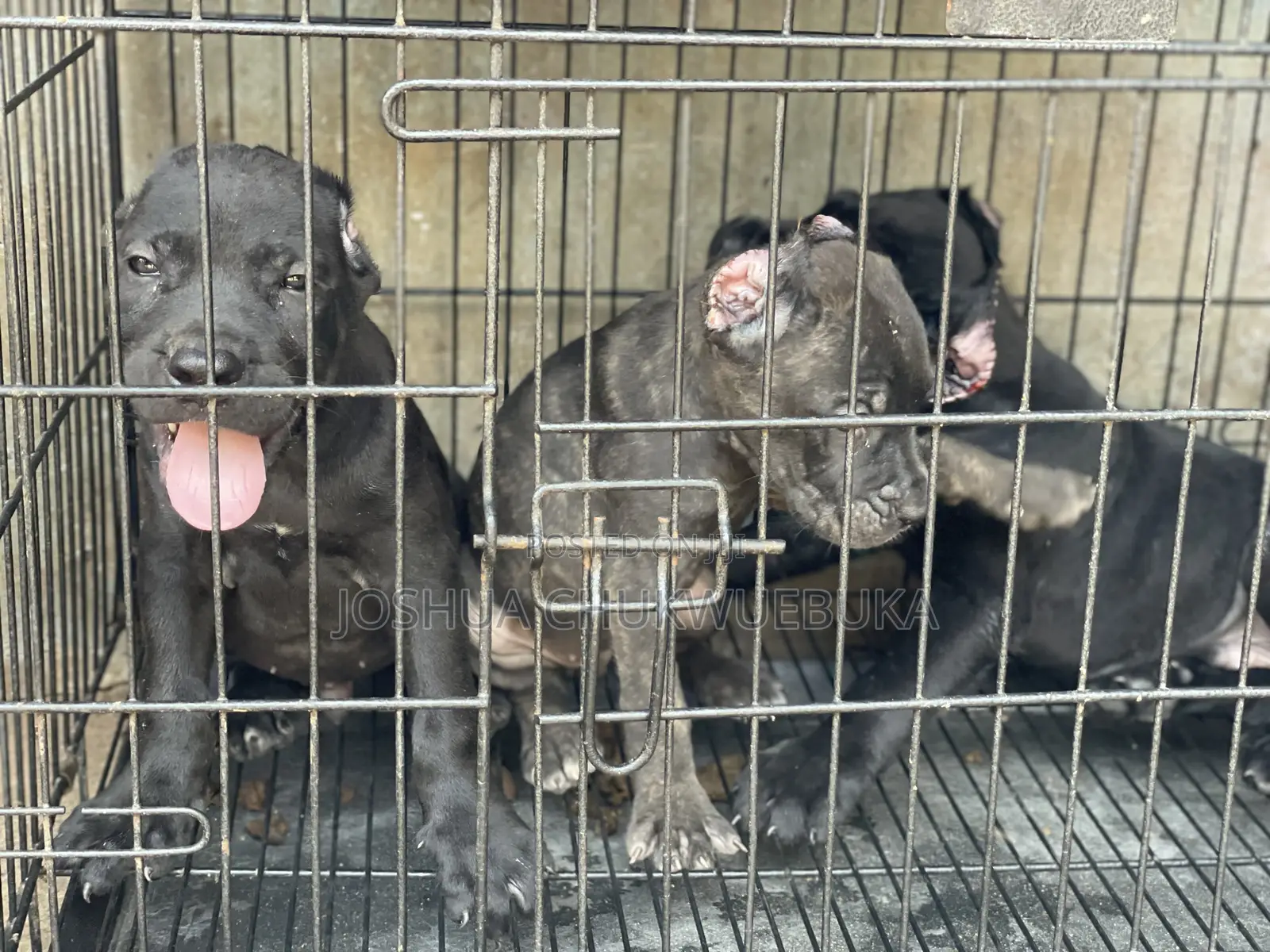 1-3 months Female Purebred Cane Corso