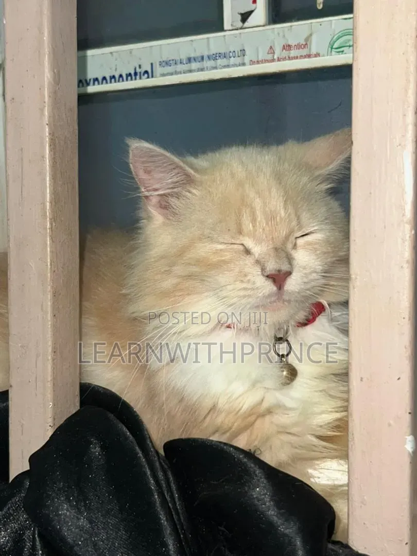 6-12 months Female Purebred Persian