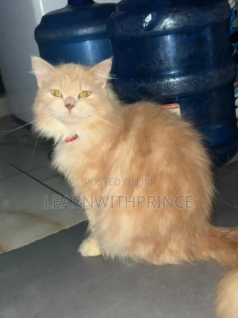 6-12 months Female Purebred Persian
