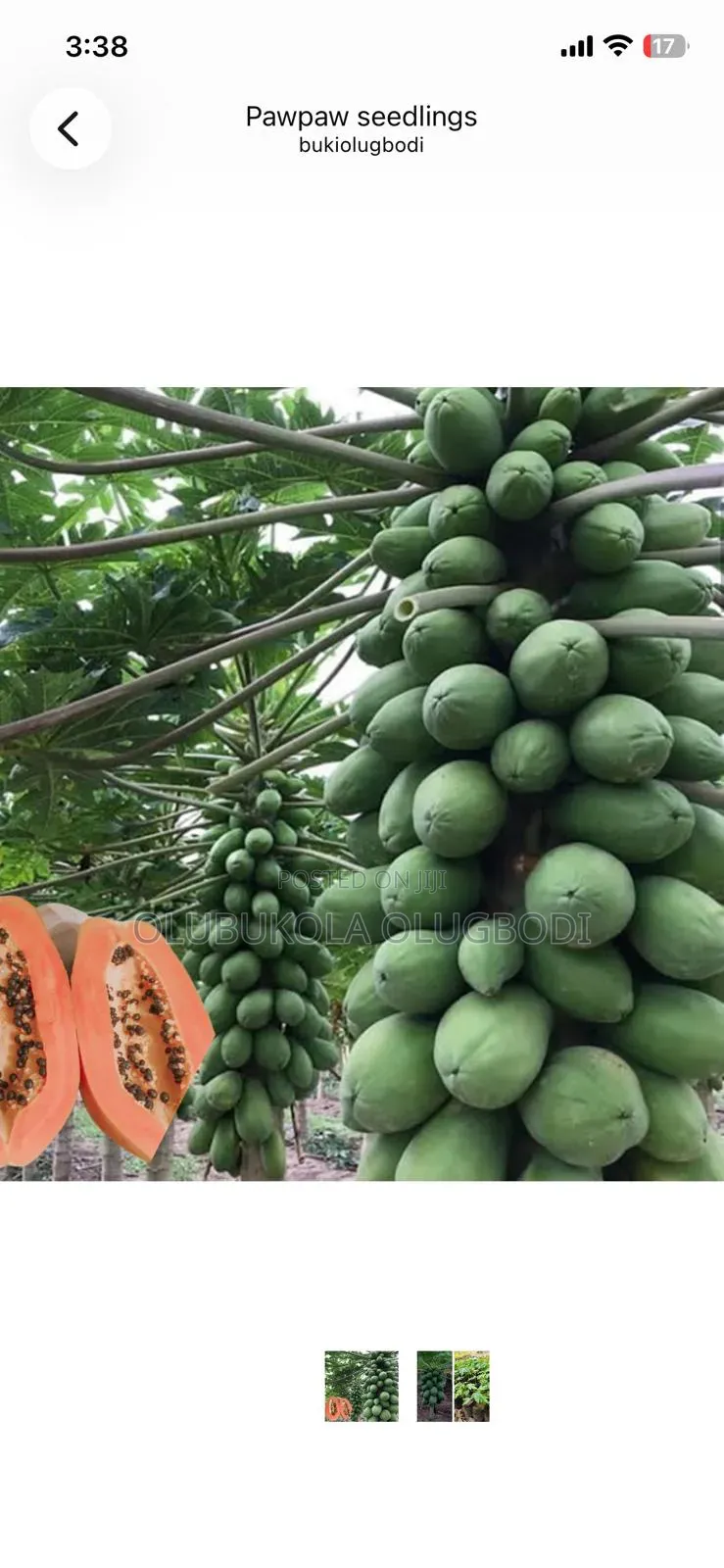 Pawpaw Fruit