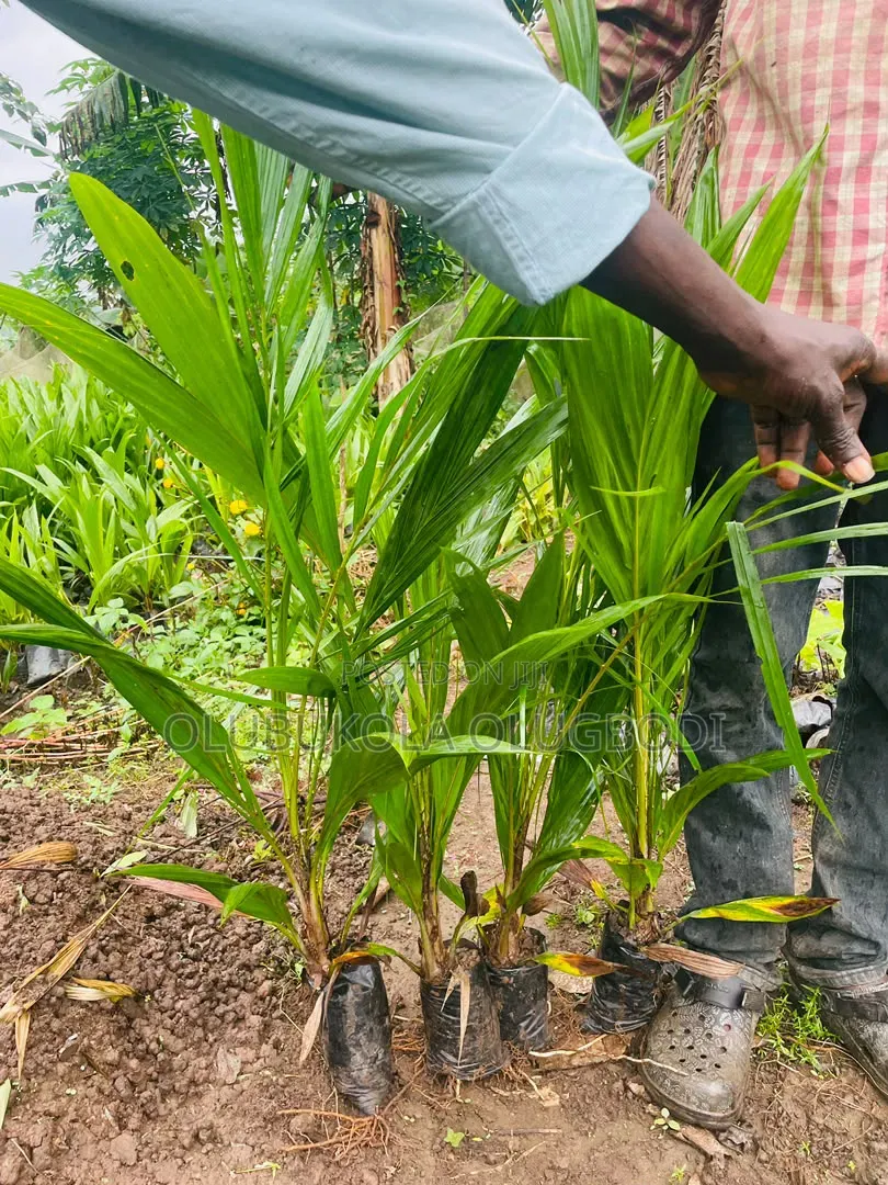 Hybrid Tenera Oilpalm Seedlings