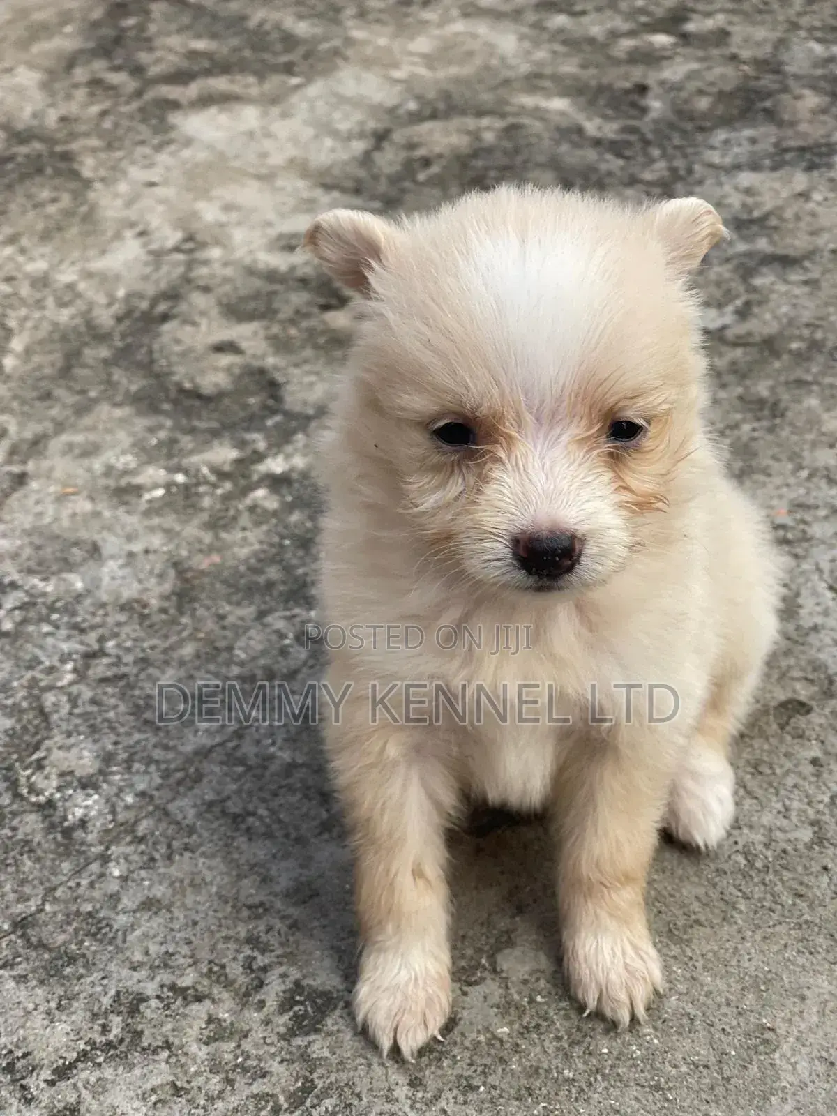 1-3 months Female Purebred American Eskimo