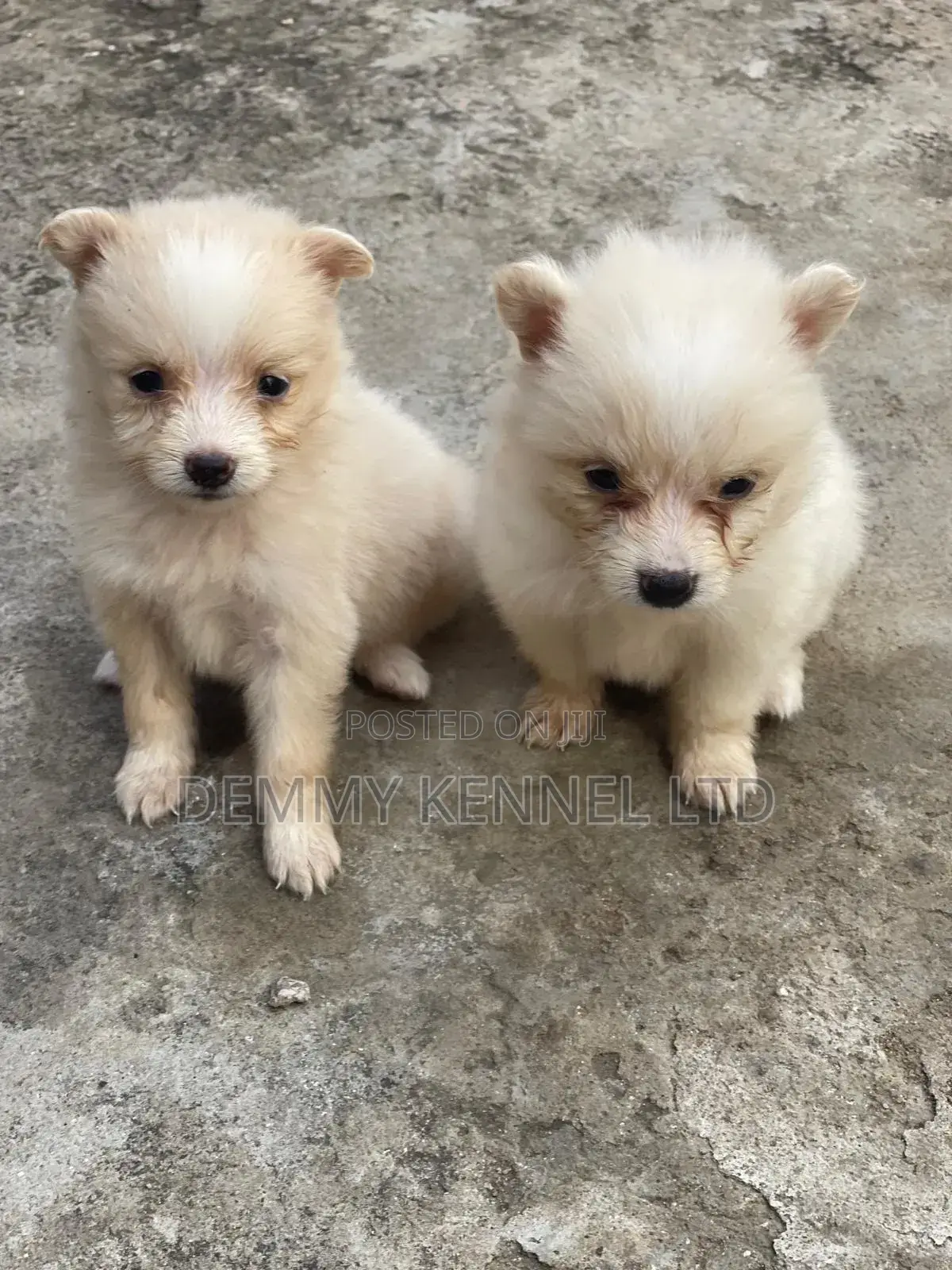 1-3 months Female Purebred American Eskimo