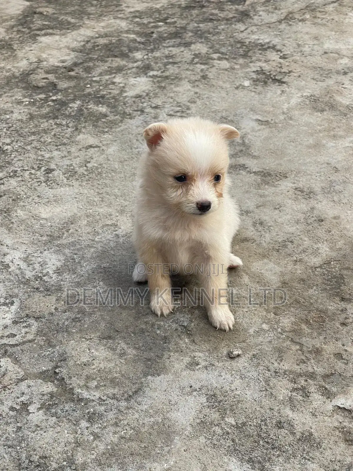1-3 months Female Purebred American Eskimo