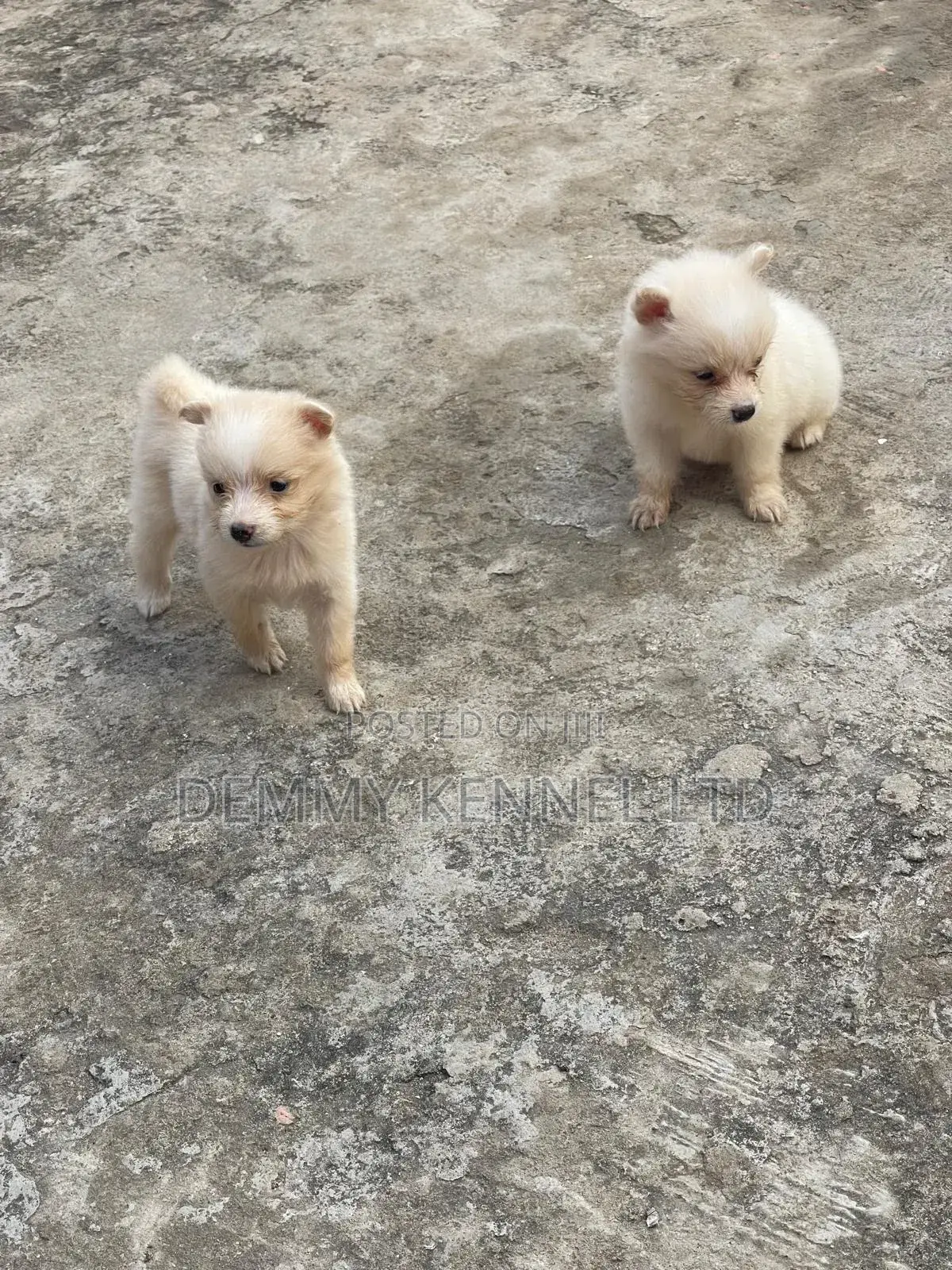 1-3 months Female Purebred American Eskimo