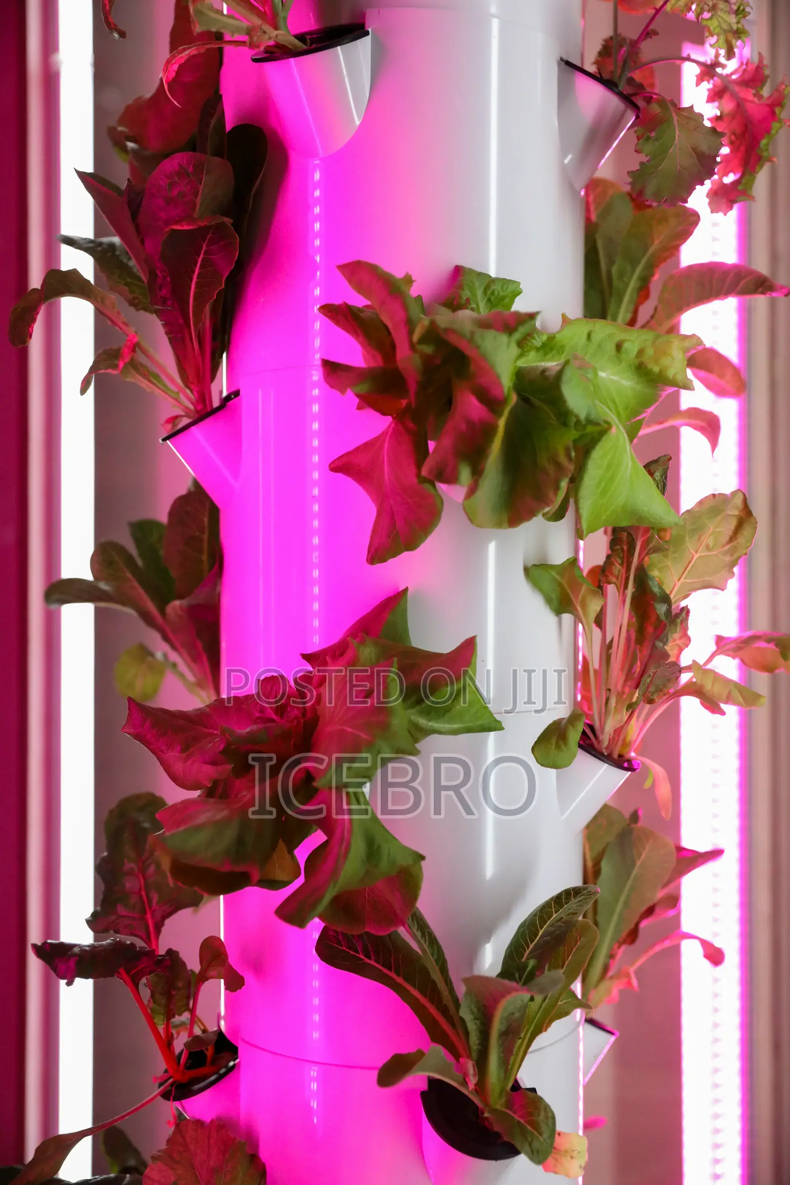 Hydroponic Farm Design & Infrastructure Nigeria