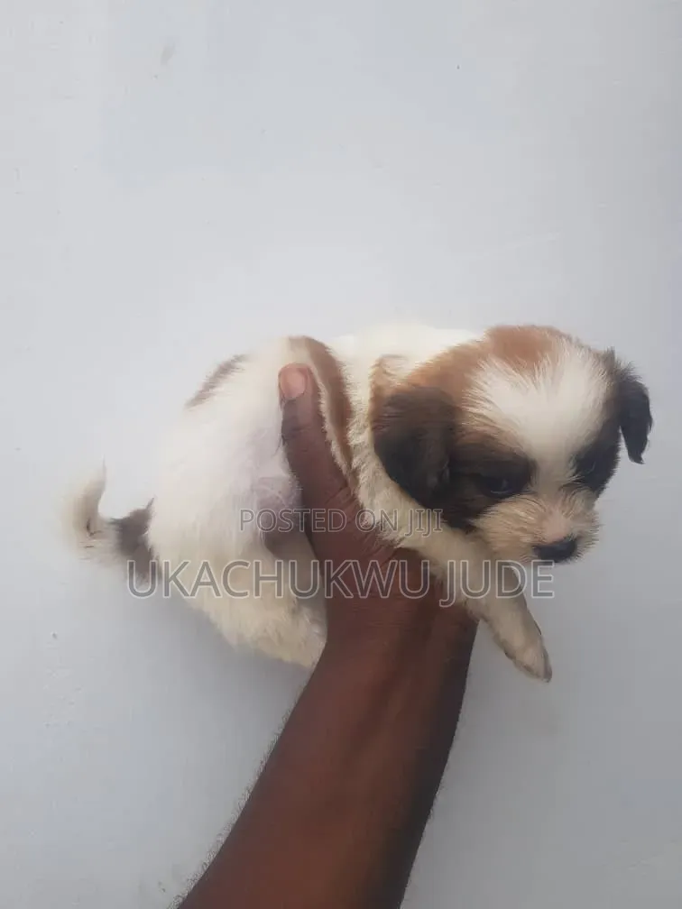 1-3 months Male Purebred Lhasa Apso