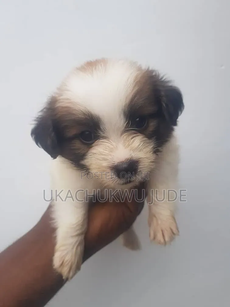 1-3 months Male Purebred Lhasa Apso