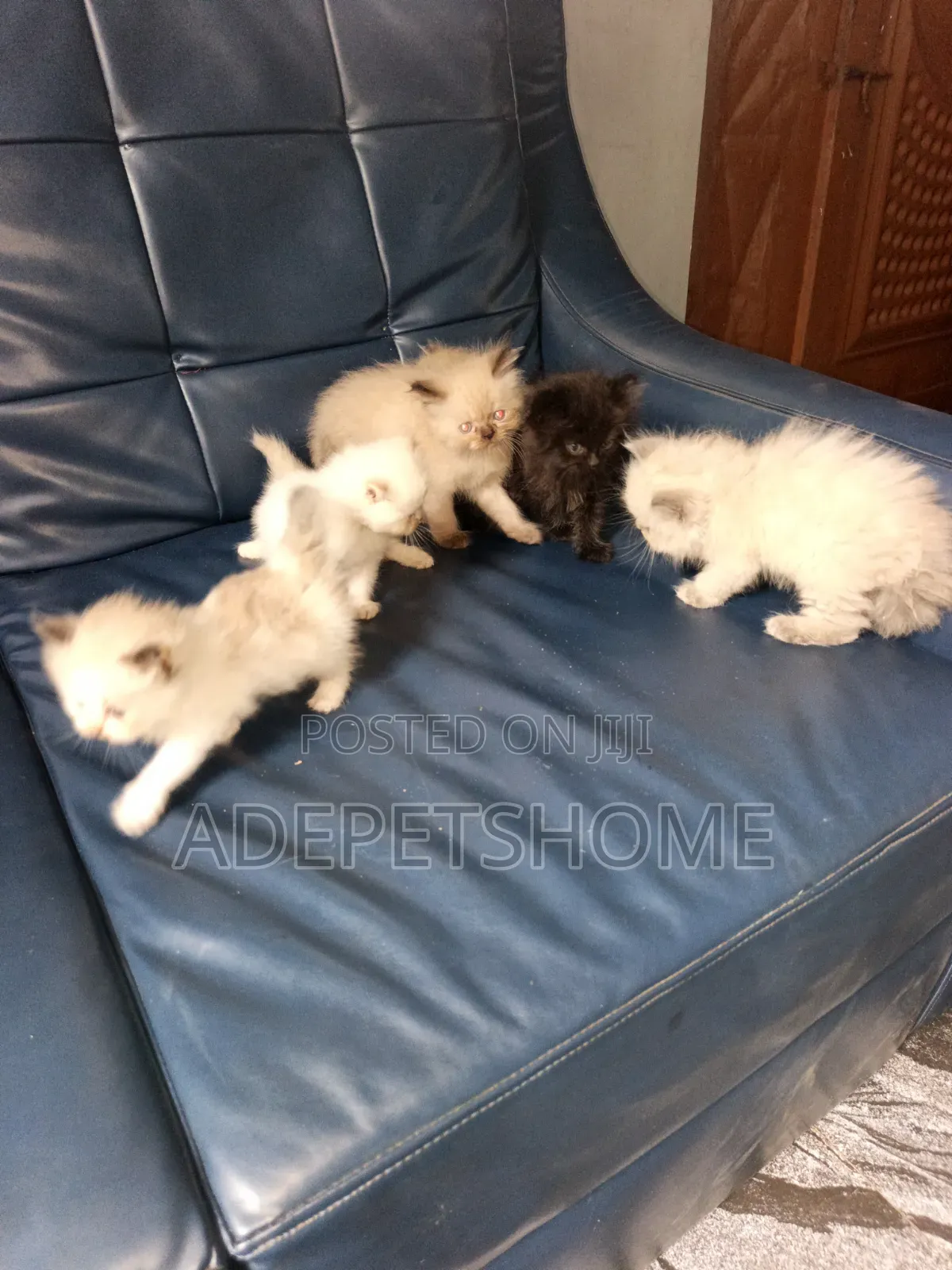 1-3 months Female Purebred Persian