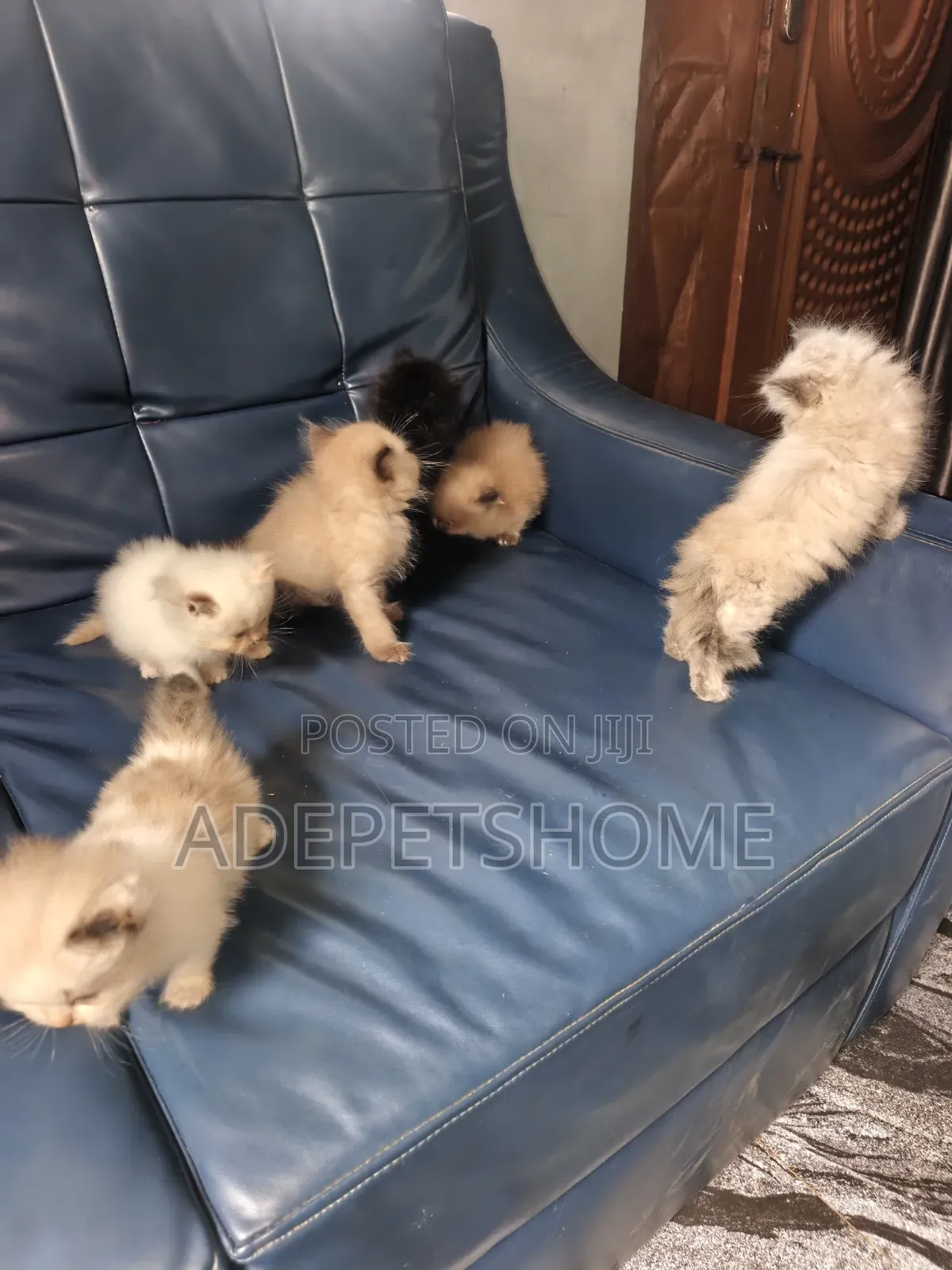 1-3 months Female Purebred Persian