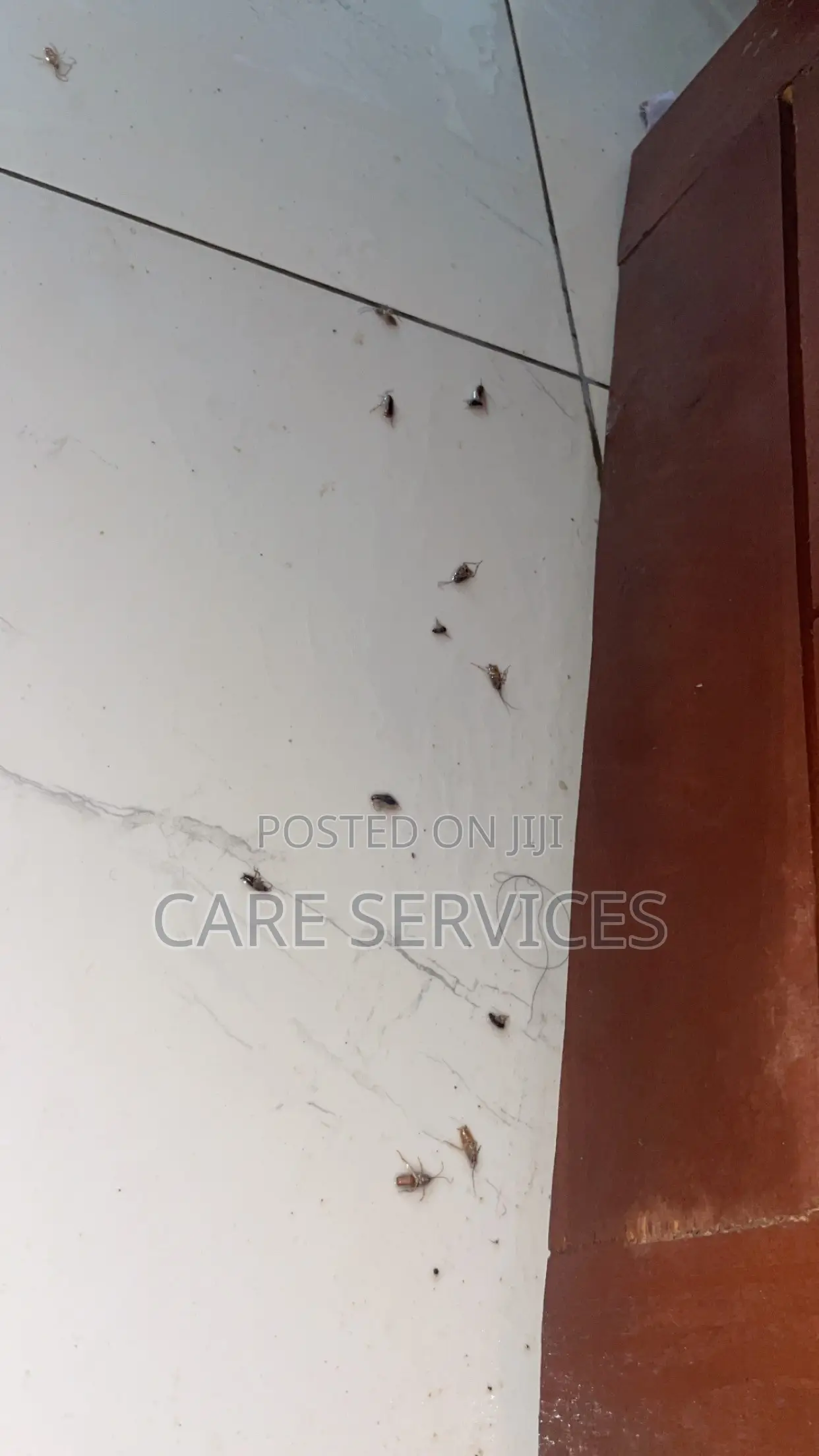 Best After Cockroach Elimination in Offices and Apartments
