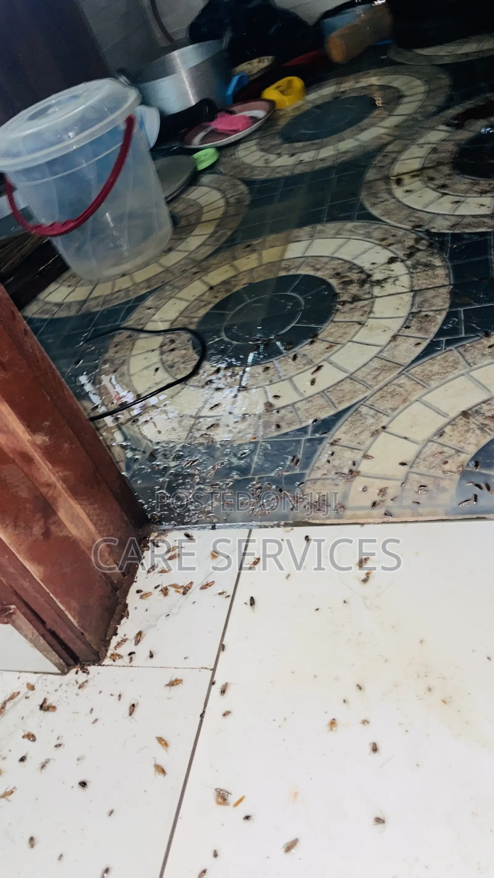 Best After Cockroach Elimination in Offices and Apartments
