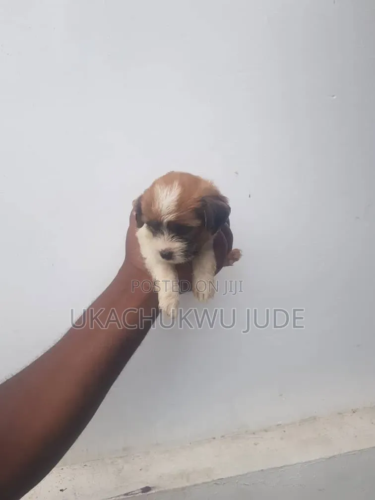 1-3 months Female Purebred Lhasa Apso
