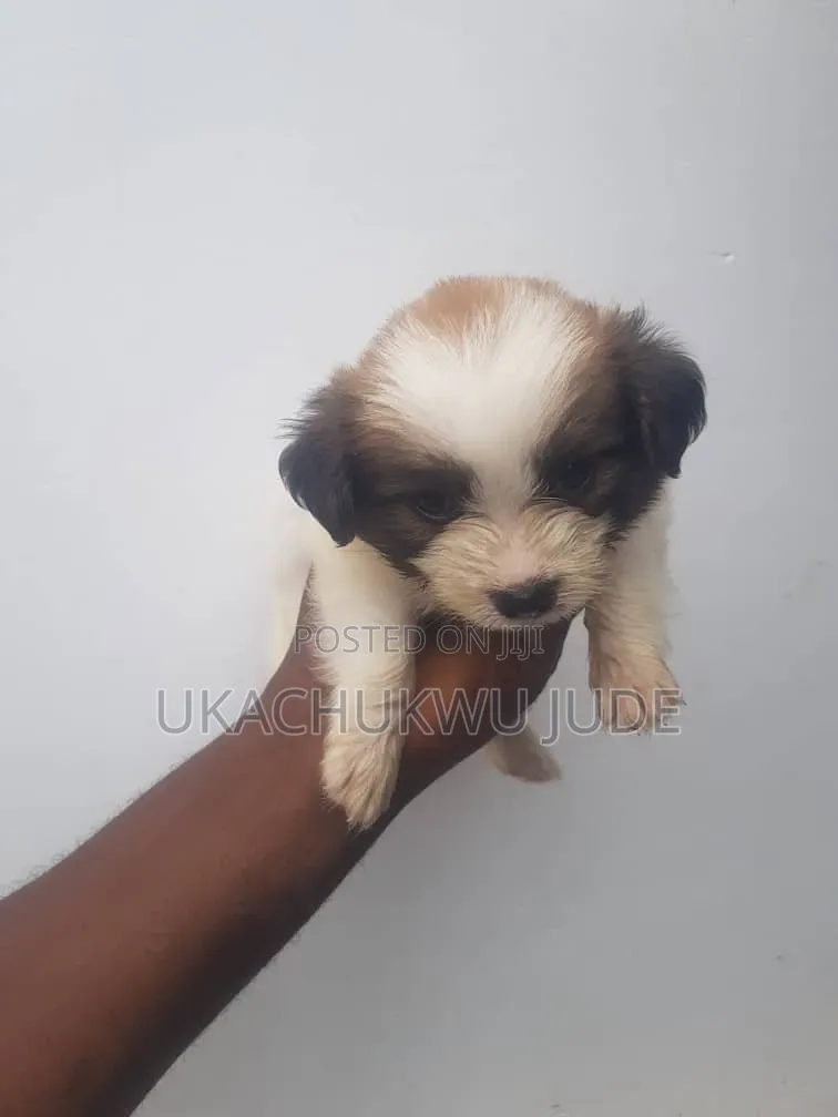 1-3 months Female Purebred Lhasa Apso