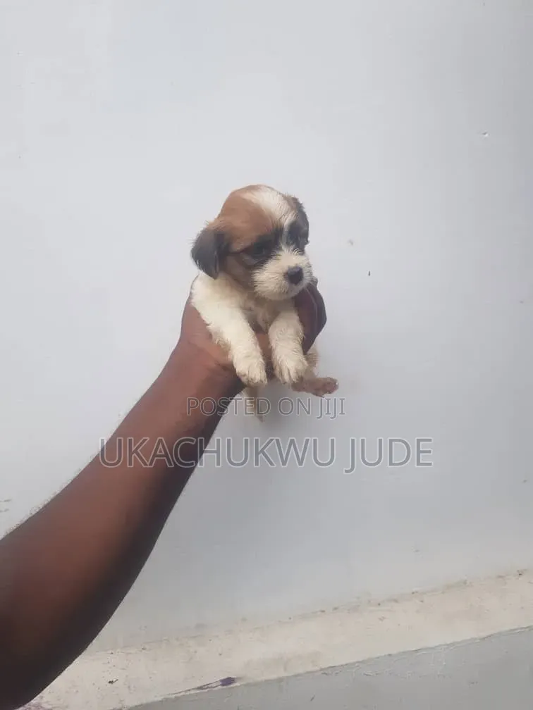1-3 months Female Purebred Lhasa Apso