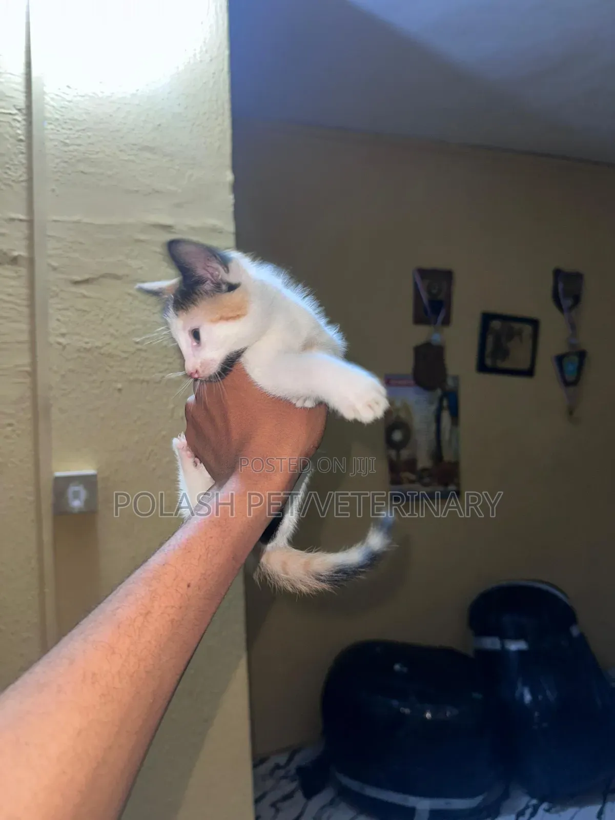1-3 months Female Purebred American Shorthair
