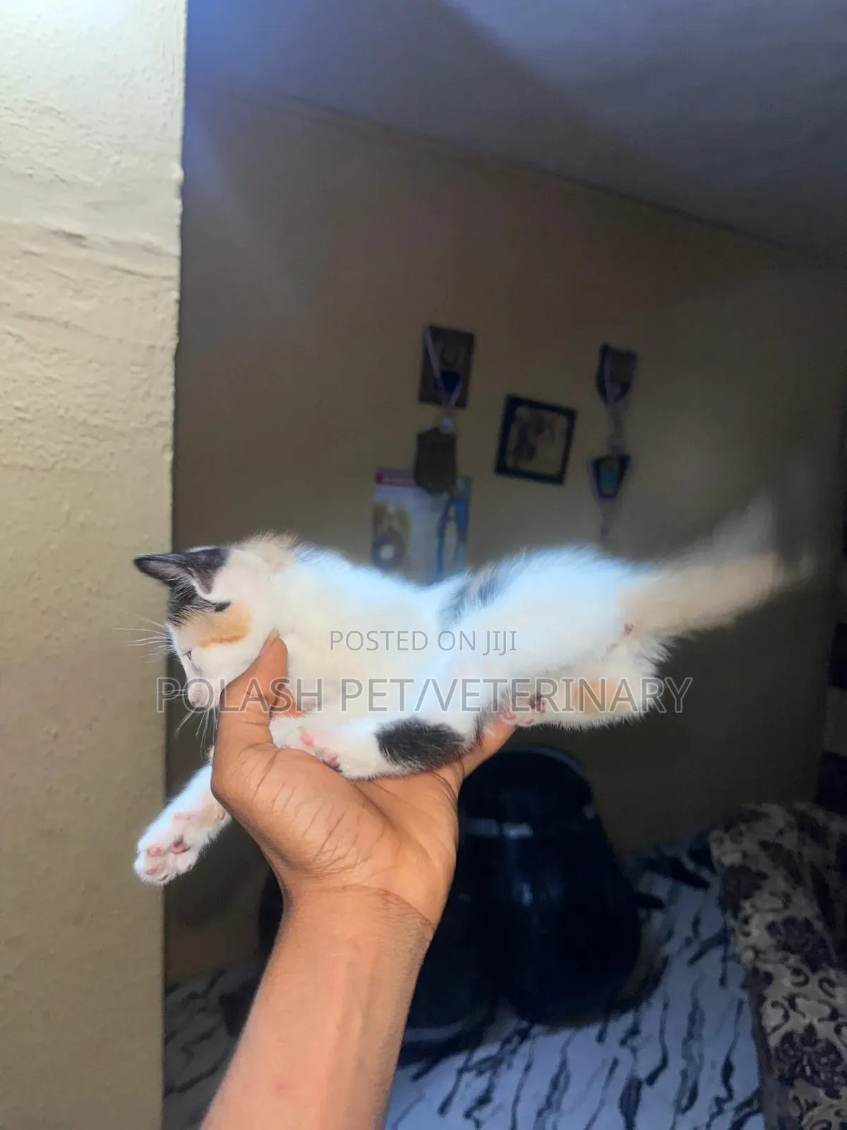 1-3 months Female Purebred American Shorthair