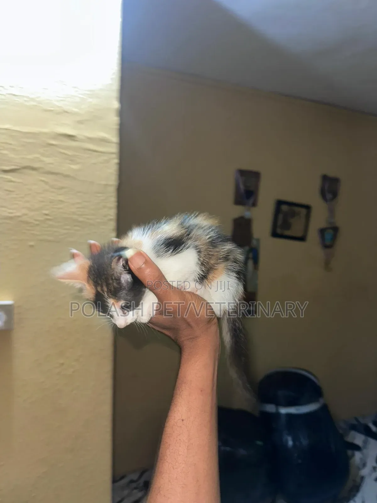 1-3 months Female Purebred American Shorthair