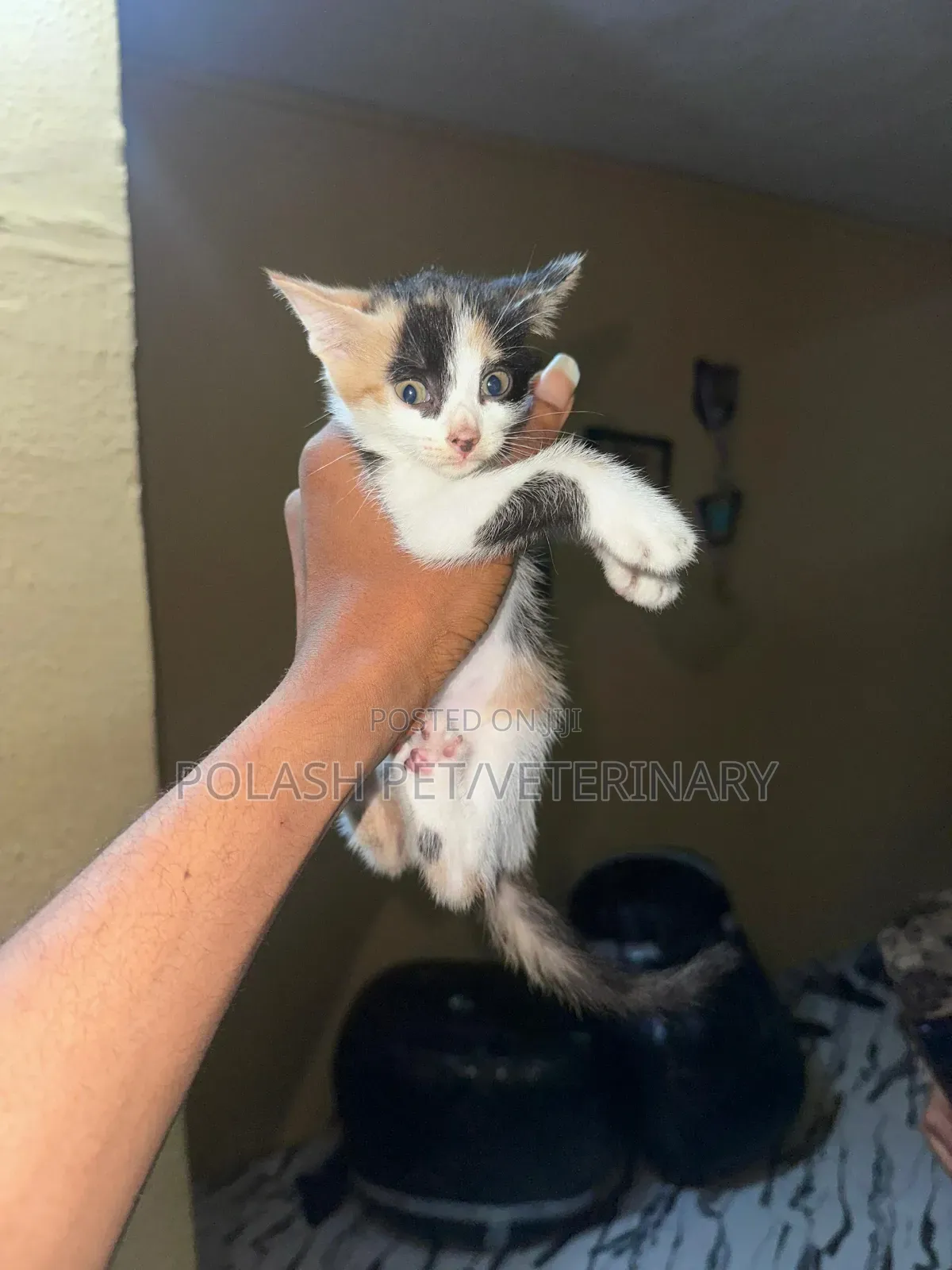 1-3 months Female Purebred American Shorthair