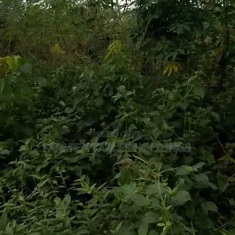 50 Acres of Land Available at Ijaye, Akinyele Local Goverment