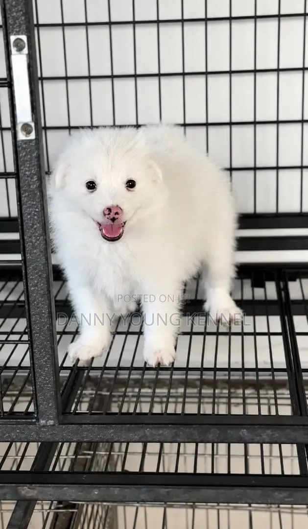 1-3 months Female Purebred American Eskimo