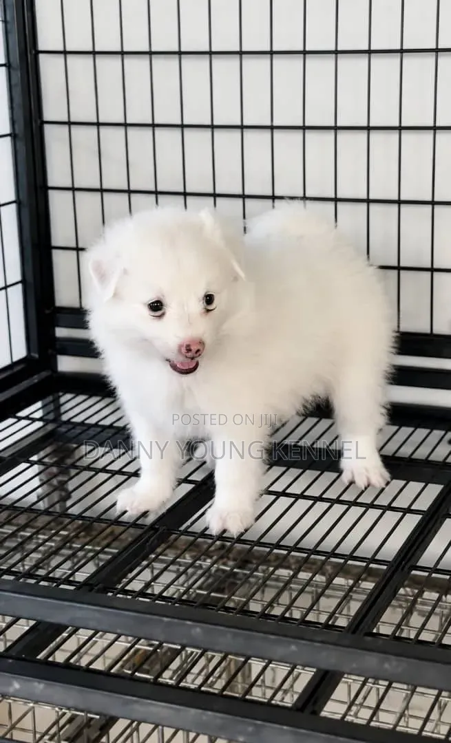 1-3 months Female Purebred American Eskimo